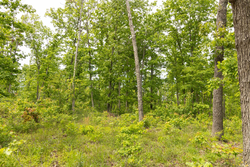 property photo for Stardust Estates Tract 10, 5.05 acres for sale in Reynolds County, Missouri