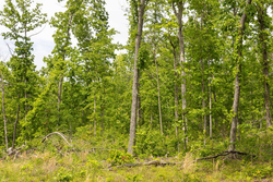 property photo for Stardust Estates Tract 12, 5.16 acres for sale in Reynolds County, Missouri