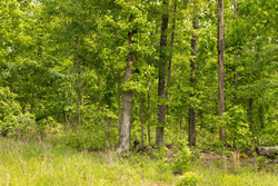 property photo for Stardust Estates Tract 12, 5.16 acres for sale in Reynolds County, Missouri