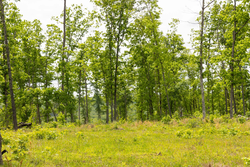 property photo for Stardust Estates Tract 12, 5.16 acres for sale in Reynolds County, Missouri