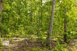 property photo for Stardust Estates Tract 12, 5.16 acres for sale in Reynolds County, Missouri