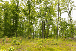 property photo for Stardust Estates Tract 12, 5.16 acres for sale in Reynolds County, Missouri
