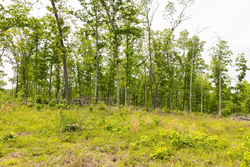 property photo for Stardust Estates Tract 12, 5.16 acres for sale in Reynolds County, Missouri