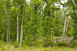 property photo for Stardust Estates Tract 12, 5.16 acres for sale in Reynolds County, Missouri