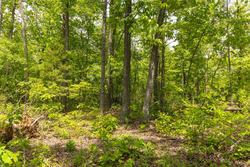 property photo for Stardust Estates Tract 13, 5.17 acres for sale in Reynolds County, Missouri