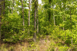 property photo for Stardust Estates Tract 13, 5.17 acres for sale in Reynolds County, Missouri