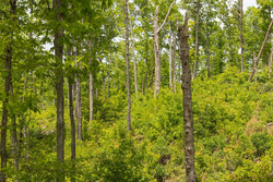 property photo for Stardust Estates Tract 14, 5.26 acres for sale in Reynolds County, Missouri
