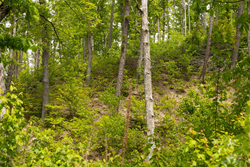 property photo for Stardust Estates Tract 14, 5.26 acres for sale in Reynolds County, Missouri