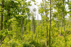 property photo for Stardust Estates Tract 14, 5.26 acres for sale in Reynolds County, Missouri