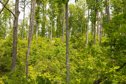 property photo for Stardust Estates Tract 14, 5.26 acres for sale in Reynolds County, Missouri