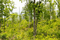 property photo for Stardust Estates Tract 14, 5.26 acres for sale in Reynolds County, Missouri