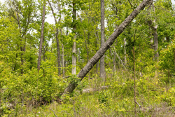 property photo for Stardust Estates Tract 14, 5.26 acres for sale in Reynolds County, Missouri