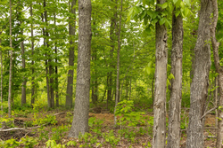 property photo for Stardust Estates Tract 15, 5.13 acres for sale in Reynolds County, Missouri