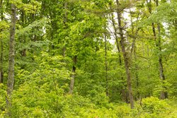 property photo for Stardust Estates Tract 15, 5.13 acres for sale in Reynolds County, Missouri