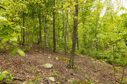 property photo for Stardust Estates Tract 15, 5.13 acres for sale in Reynolds County, Missouri