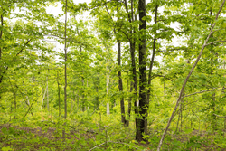 property photo for Stardust Estates Tract 15, 5.13 acres for sale in Reynolds County, Missouri
