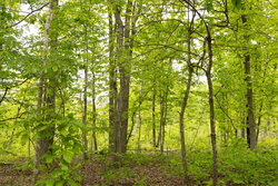property photo for Stardust Estates Tract 15, 5.13 acres for sale in Reynolds County, Missouri