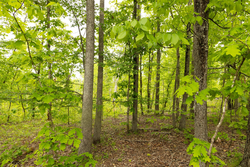 property photo for Stardust Estates Tract 15, 5.13 acres for sale in Reynolds County, Missouri