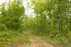property photo for Stardust Estates Tract 17, 5.36 acres for sale in Reynolds County, Missouri