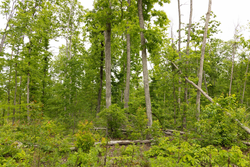 property photo for Stardust Estates Tract 17, 5.36 acres for sale in Reynolds County, Missouri