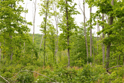 property photo for Stardust Estates Tract 17, 5.36 acres for sale in Reynolds County, Missouri