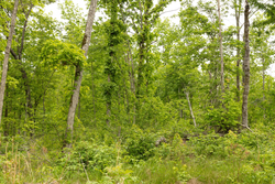 property photo for Stardust Estates Tract 17, 5.36 acres for sale in Reynolds County, Missouri