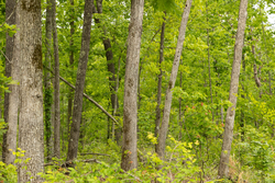 property photo for Stardust Estates Tract 17, 5.36 acres for sale in Reynolds County, Missouri