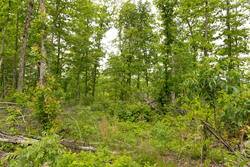 property photo for Stardust Estates Tract 17, 5.36 acres for sale in Reynolds County, Missouri