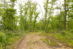property photo for Stardust Estates Tract 17, 5.36 acres for sale in Reynolds County, Missouri