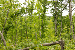 property photo for Stardust Estates Tract 18, 6.43 acres for sale in Reynolds County, Missouri
