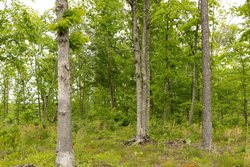 property photo for Stardust Estates Tract 18, 6.43 acres for sale in Reynolds County, Missouri