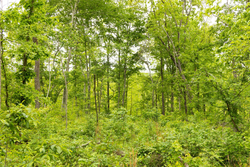 property photo for Stardust Estates Tract 18, 6.43 acres for sale in Reynolds County, Missouri