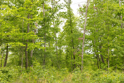 property photo for Stardust Estates Tract 18, 6.43 acres for sale in Reynolds County, Missouri