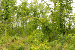 property photo for Stardust Estates Tract 18, 6.43 acres for sale in Reynolds County, Missouri