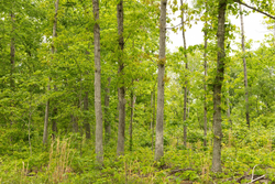property photo for Stardust Estates Tract 18, 6.43 acres for sale in Reynolds County, Missouri