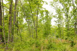 property photo for Stardust Estates Tract 18, 6.43 acres for sale in Reynolds County, Missouri