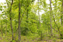 property photo for Stardust Estates Tract 18, 6.43 acres for sale in Reynolds County, Missouri