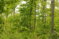 property photo for Stardust Estates Tract 2, 5.19 acres for sale in Reynolds County, Missouri