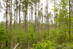 property photo for Stardust Estates Tract 2, 5.19 acres for sale in Reynolds County, Missouri