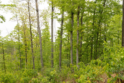 property photo for Stardust Estates Tract 2, 5.19 acres for sale in Reynolds County, Missouri