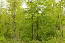 property photo for Stardust Estates Tract 2, 5.19 acres for sale in Reynolds County, Missouri
