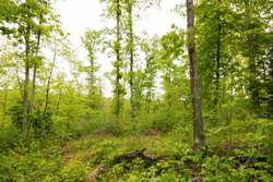 property photo for Stardust Estates Tract 2, 5.19 acres for sale in Reynolds County, Missouri