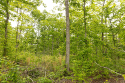 property photo for Stardust Estates Tract 23, 5.1 acres for sale in Reynolds County, Missouri