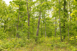 property photo for Stardust Estates Tract 23, 5.1 acres for sale in Reynolds County, Missouri