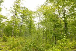 property photo for Stardust Estates Tract 23, 5.1 acres for sale in Reynolds County, Missouri