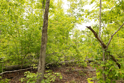 property photo for Stardust Estates Tract 23, 5.1 acres for sale in Reynolds County, Missouri