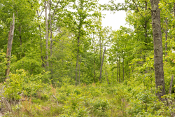 property photo for Stardust Estates Tract 23, 5.1 acres for sale in Reynolds County, Missouri