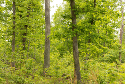property photo for Stardust Estates Tract 23, 5.1 acres for sale in Reynolds County, Missouri
