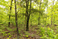 property photo for Stardust Estates Tract 24, 5.12 acres for sale in Reynolds County, Missouri