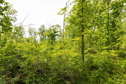 property photo for Stardust Estates Tract 26, 5.94 acres for sale in Reynolds County, Missouri